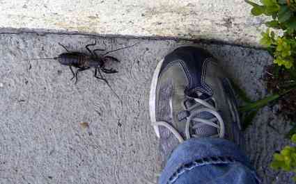 My shoe and the uropygid