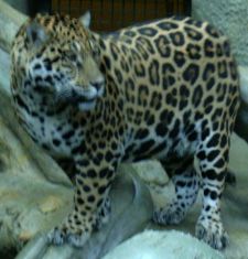 Jaguar at the Calgary Zoo