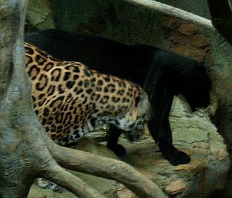 two jaguars