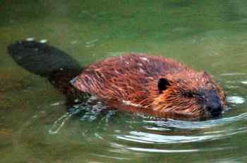 Beaver, symbol of Canada