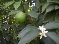 Lime tree