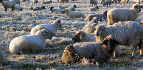 Poor cold sheep