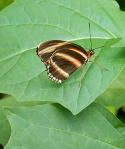 A butterfly on a leaf - Calgary Zoo 2015