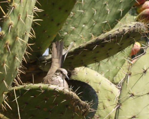 Inca dove in a nopal cactus