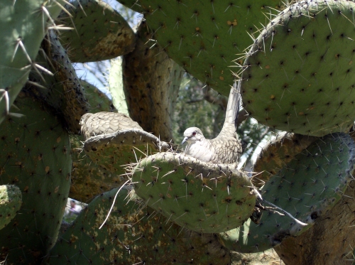 Mexican doves in a nopal cactus