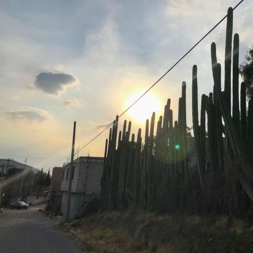 cacti along the road in Ixtapaluca