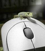 Africa - lizard on mouse