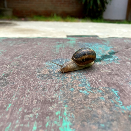 A snail of Ixtapaluca