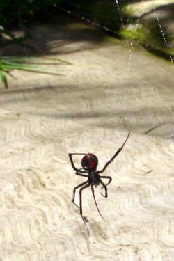 A black widow spider in our yard