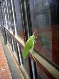 Bug mirror