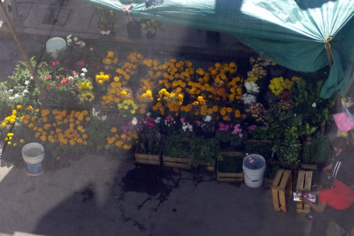 Flower stand in Pachuca