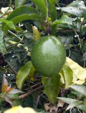 Passionfruit on the vine
