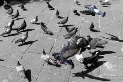 Pigeons in Puebla