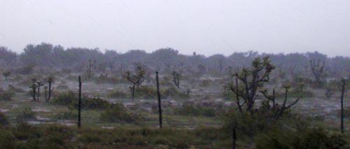 A rainy patch in the state of Nuevo Laredo, Mexico