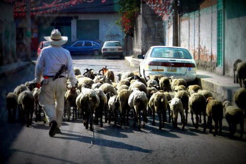 Sheep on an Ixtapaluca street